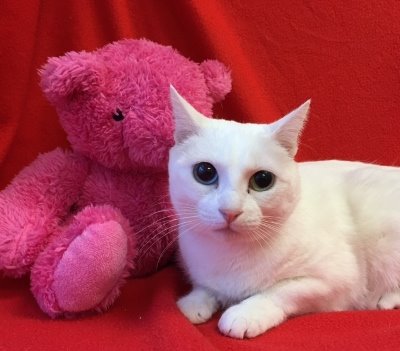 Luv a Shelter Special