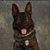 K9 Kozmo