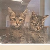 Kittens at shelter