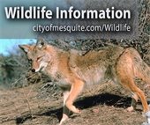 Mesquite wildlife information