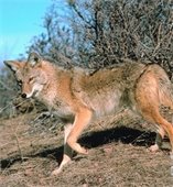 coyote