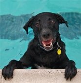 black dog at poolside