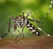 mosquito spray education