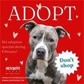 Mesquite Animal Shelter adoption special featuring a gray dog