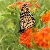 monarch butterfly