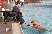 Dog in the pool with owner 