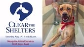 clear the shelters