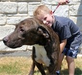 mesquite animal shelter dog adopted