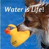 Dog recently emerged from water, wet and holding a rubber duck with the words "Water is Life!" superimposed onto the image