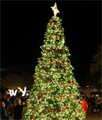 Lit Christmas tree in Downtown Mesquite