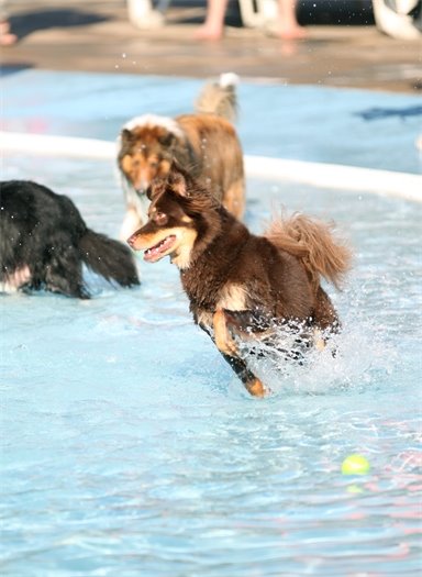 Doggie Splash Day