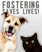 fostering lives