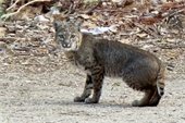 bobcat