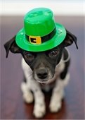 March pet adoption specials