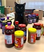 Bagheera the Office Cat