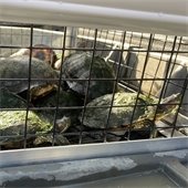 turtles at palos verdes lake