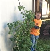 kid helps trim tree during addressing mesquite day