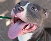 picture of shelter dog