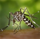 mosquito spray education