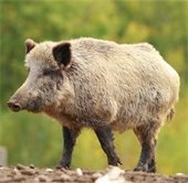 feral hog