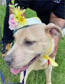 picture of dog wearing a hat