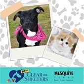 Clear the Shelters 2024