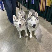 huskies at mesquite convention center