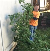 Young volunteer removing tree limbs from front yard of a home