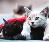 Black cat and white cat lying on top of each other