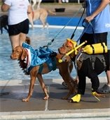 Two dogs in costume for  Doggie Splash Day