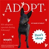 Mesquite Animal Shelter adoption special featuring a gray dog