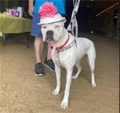 a white dog in a fancy hat