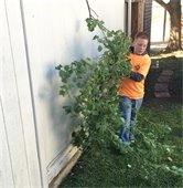 volunteer helps remove tree on addressing mesquite day