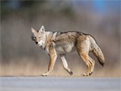 coyote picture