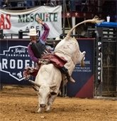 man riding bull at Mesquite Championship Rodeo