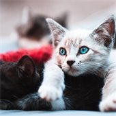 kitten adoption special