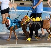 dogs dressed up in costume for doggie splash day