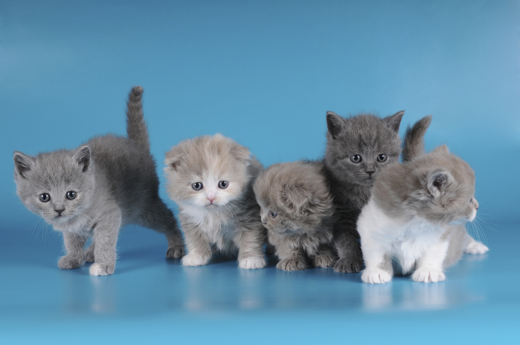 Group of kittens